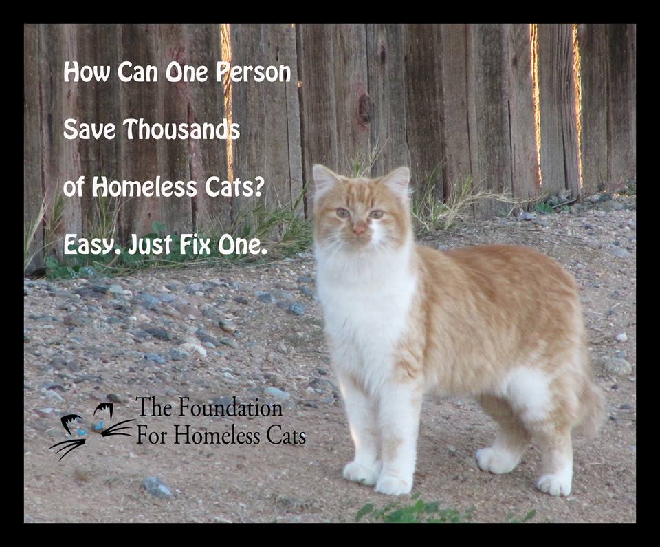Save cats fix them